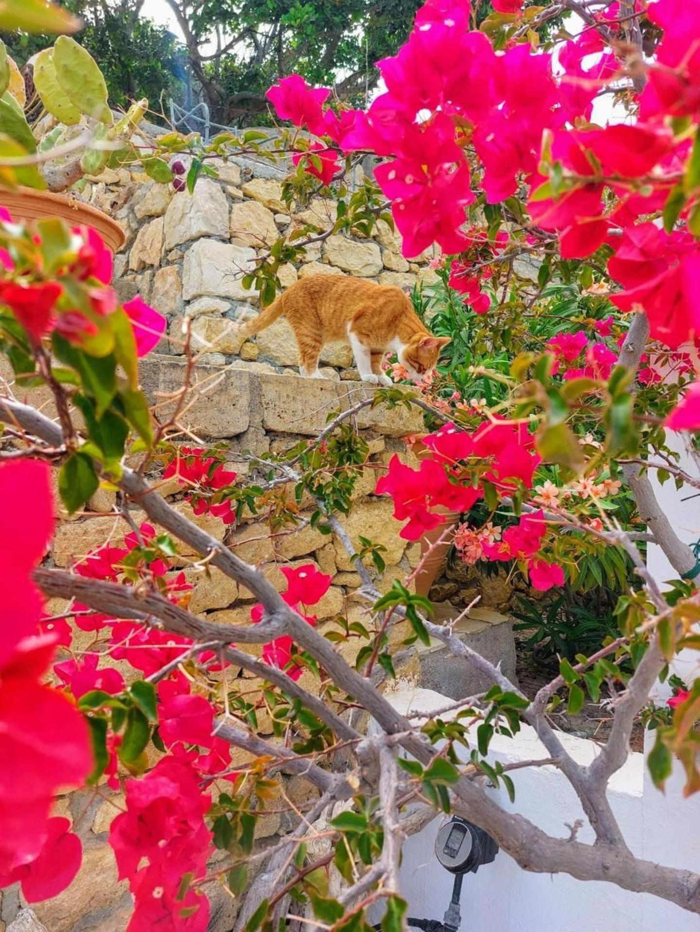 Tranquil Villa With Sea View In Ammopi Karpathos 아무피 외부 사진